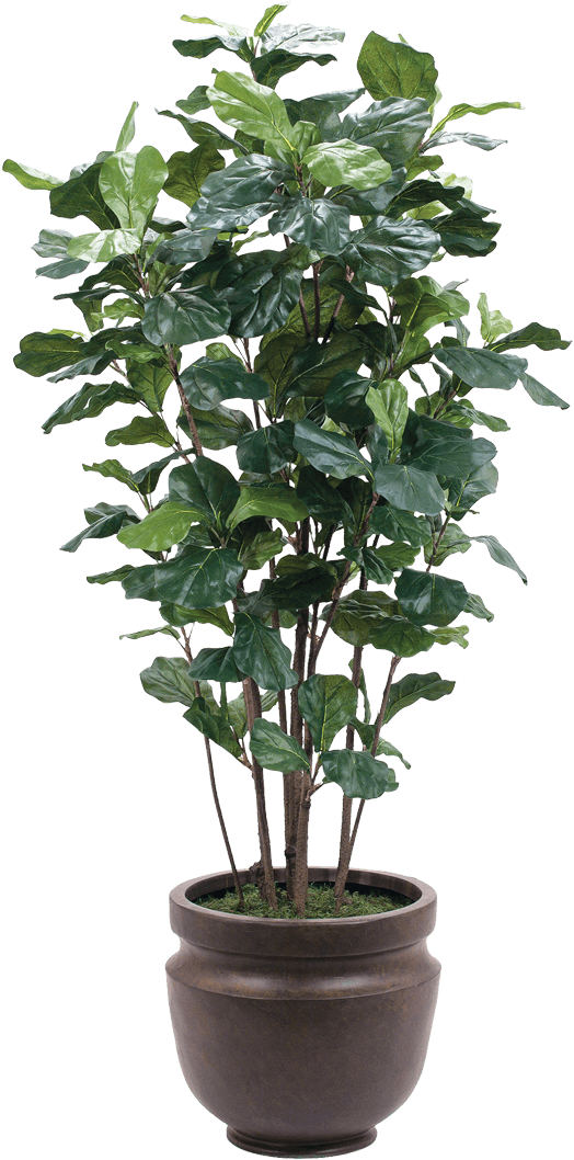 Plante de Montrond-les-Bains